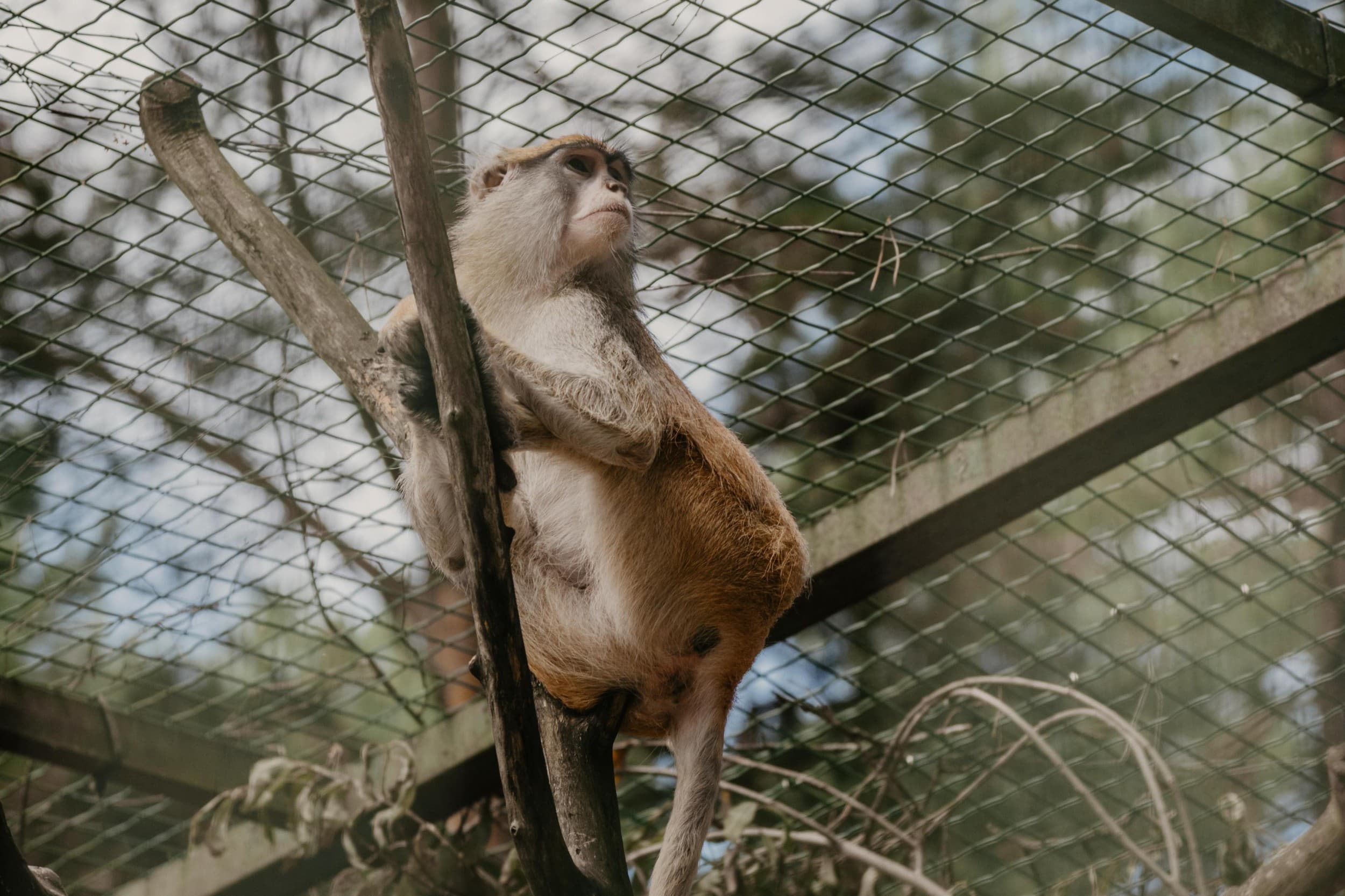 Rīga ZOO abonements BĒRNAM (4-17 g.v.)