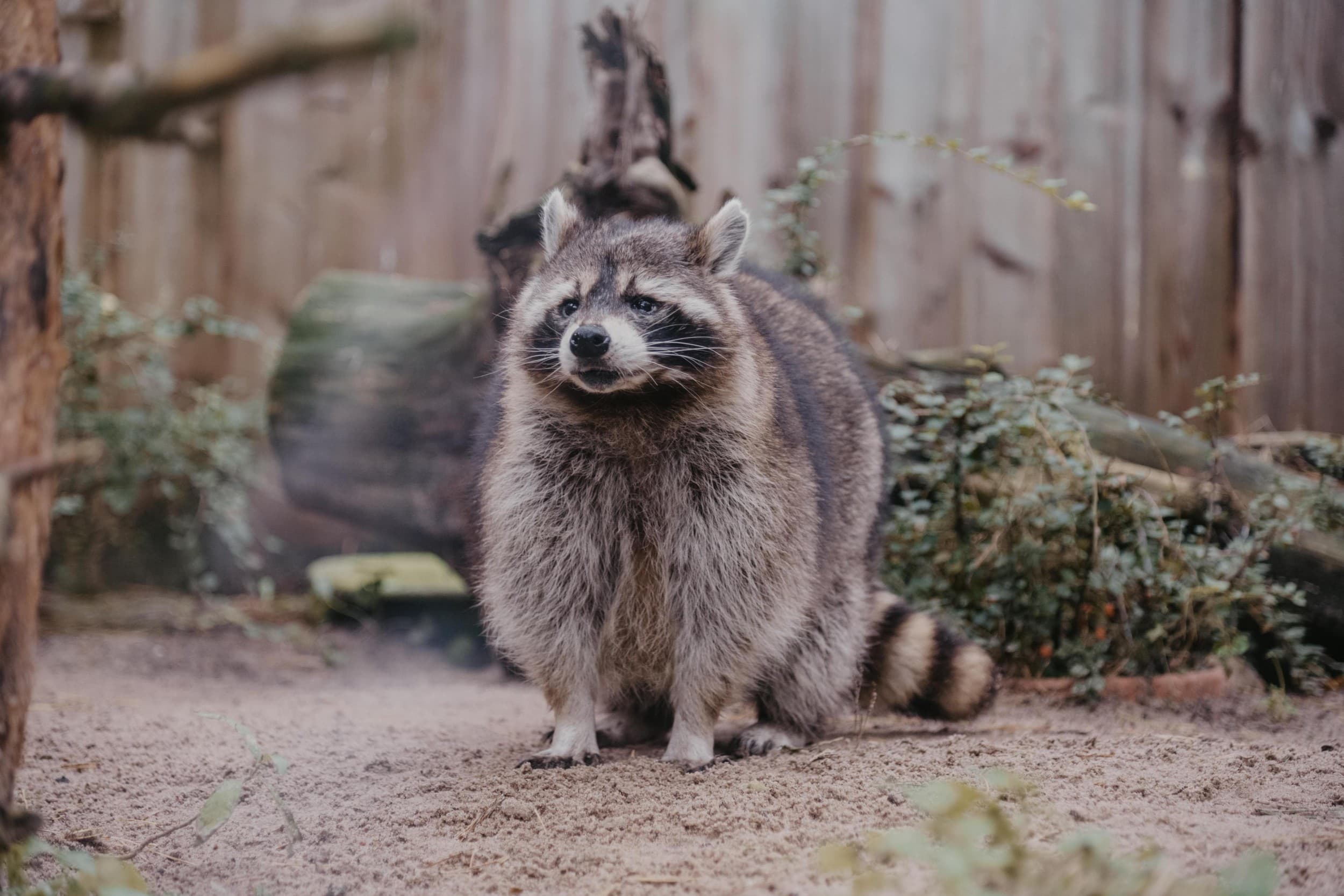Rīga ZOO abonements BĒRNAM (4-17 g.v.)