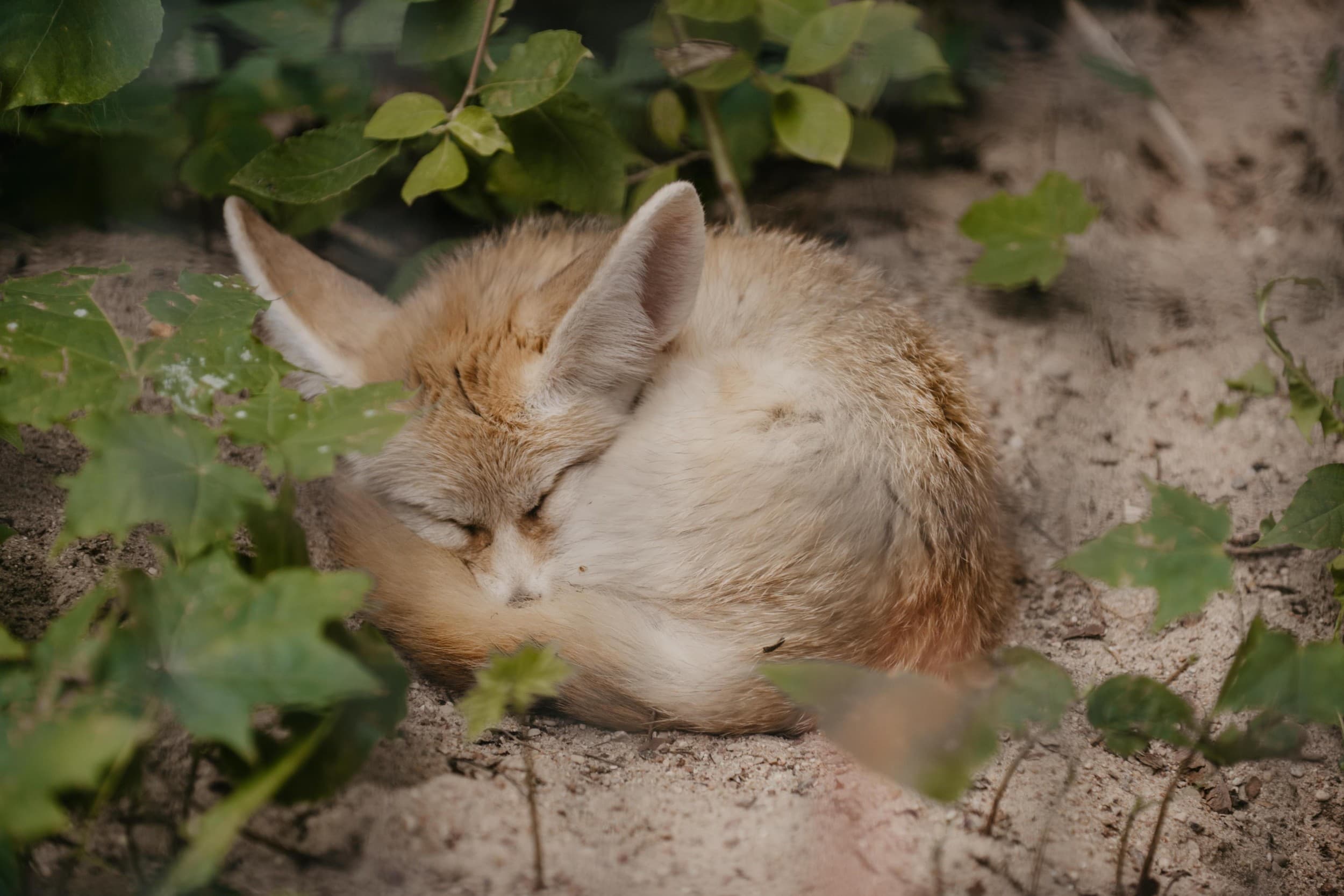 Rīga ZOO abonements PIEAUGUŠAJAM