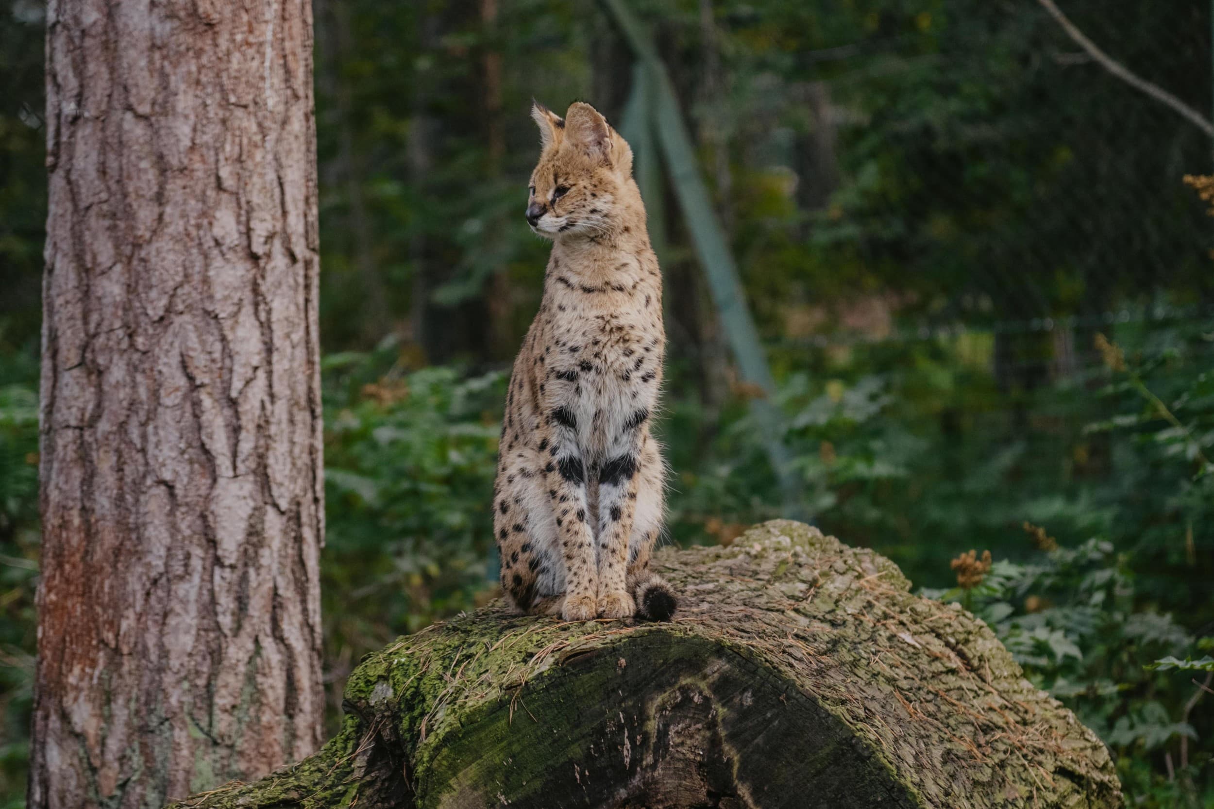 Rīga ZOO abonements PIEAUGUŠAJAM