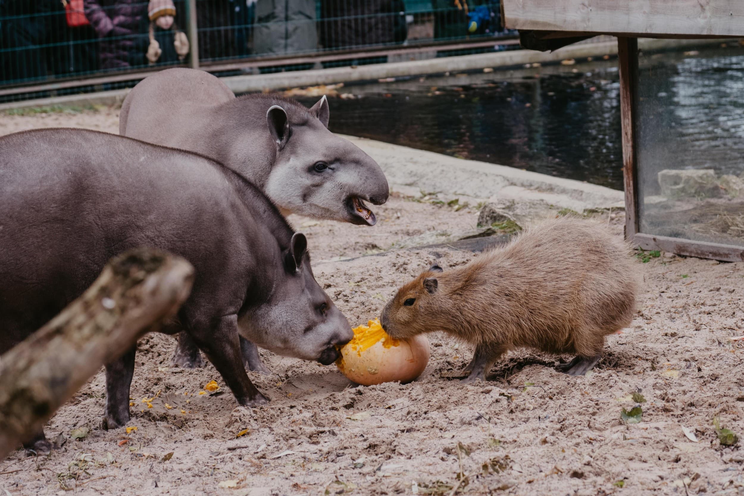 Rīga ZOO abonements PIEAUGUŠAJAM