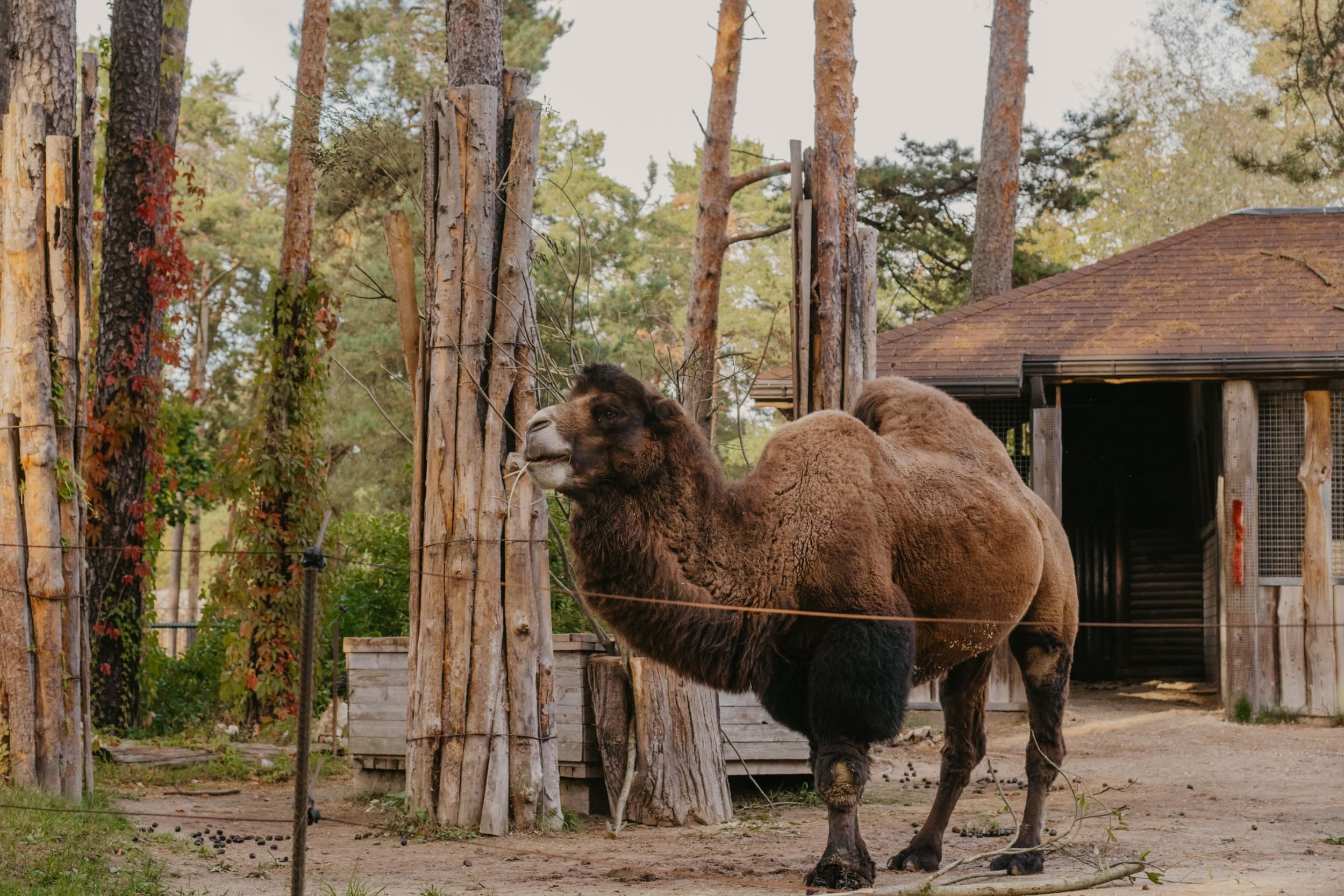 Rīga ZOO abonements PIEAUGUŠAJAM