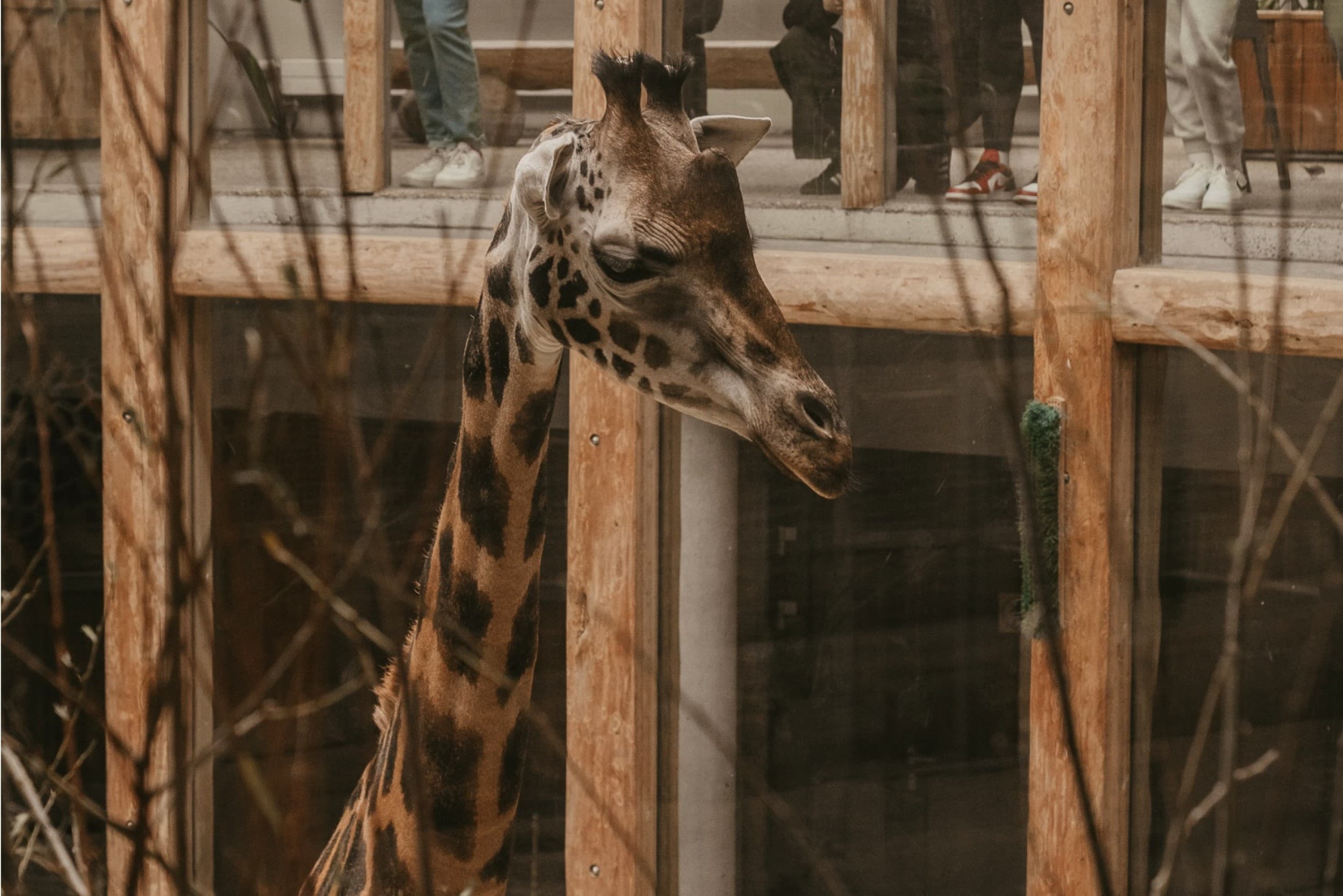 Rīga ZOO abonements ĢIMENEI | Davanu Serviss