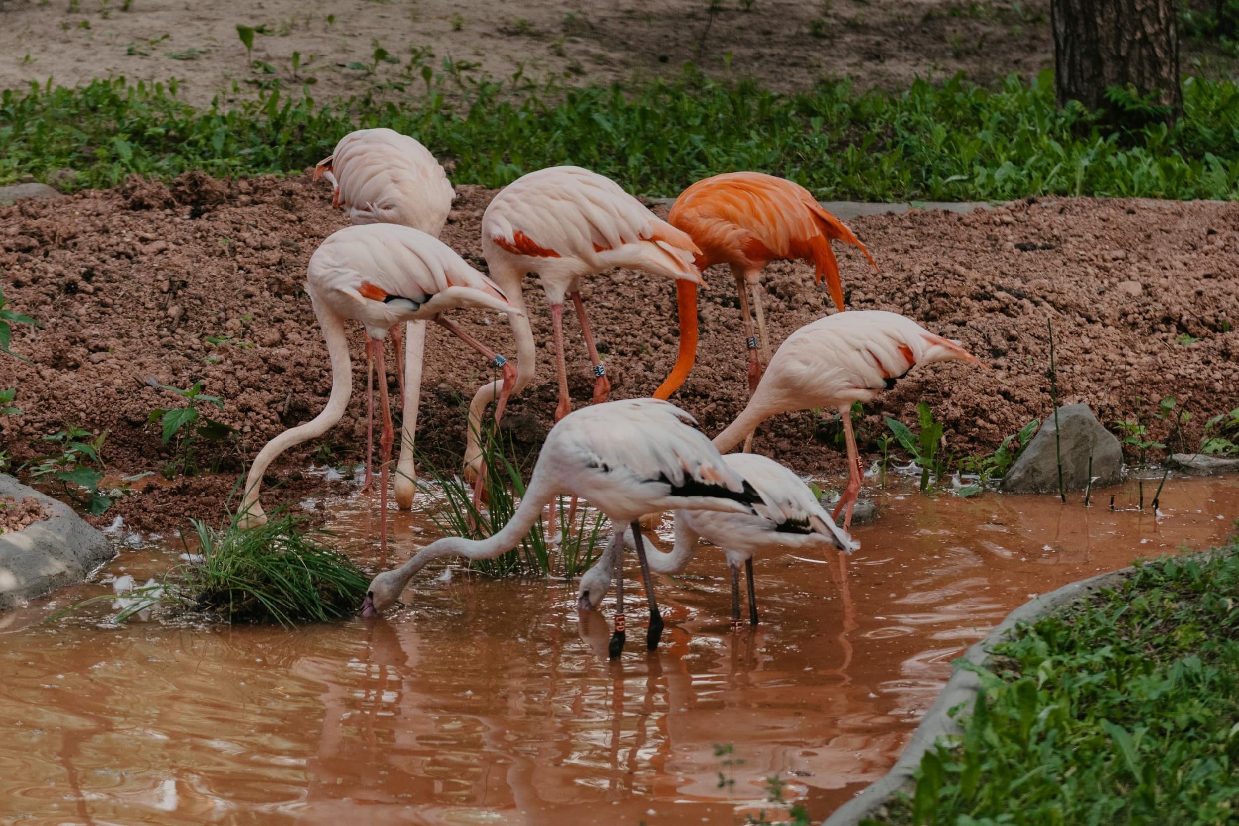 Rīga ZOO abonements ĢIMENEI | Davanu Serviss