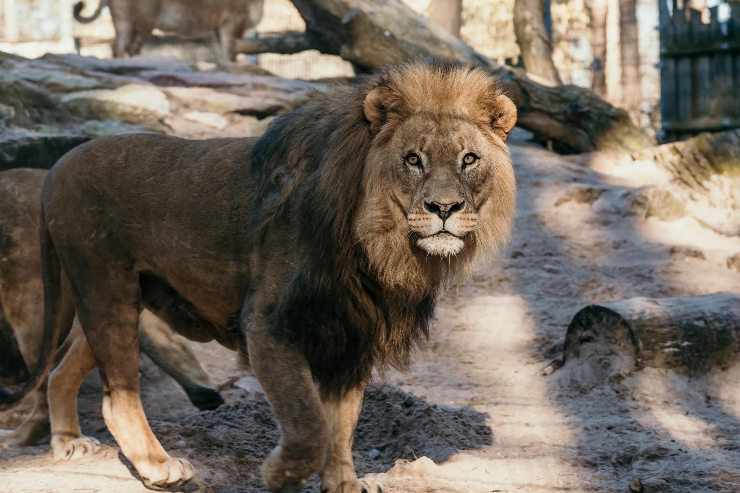 Веселый и познавательный день рождения в Rīga ZOO
