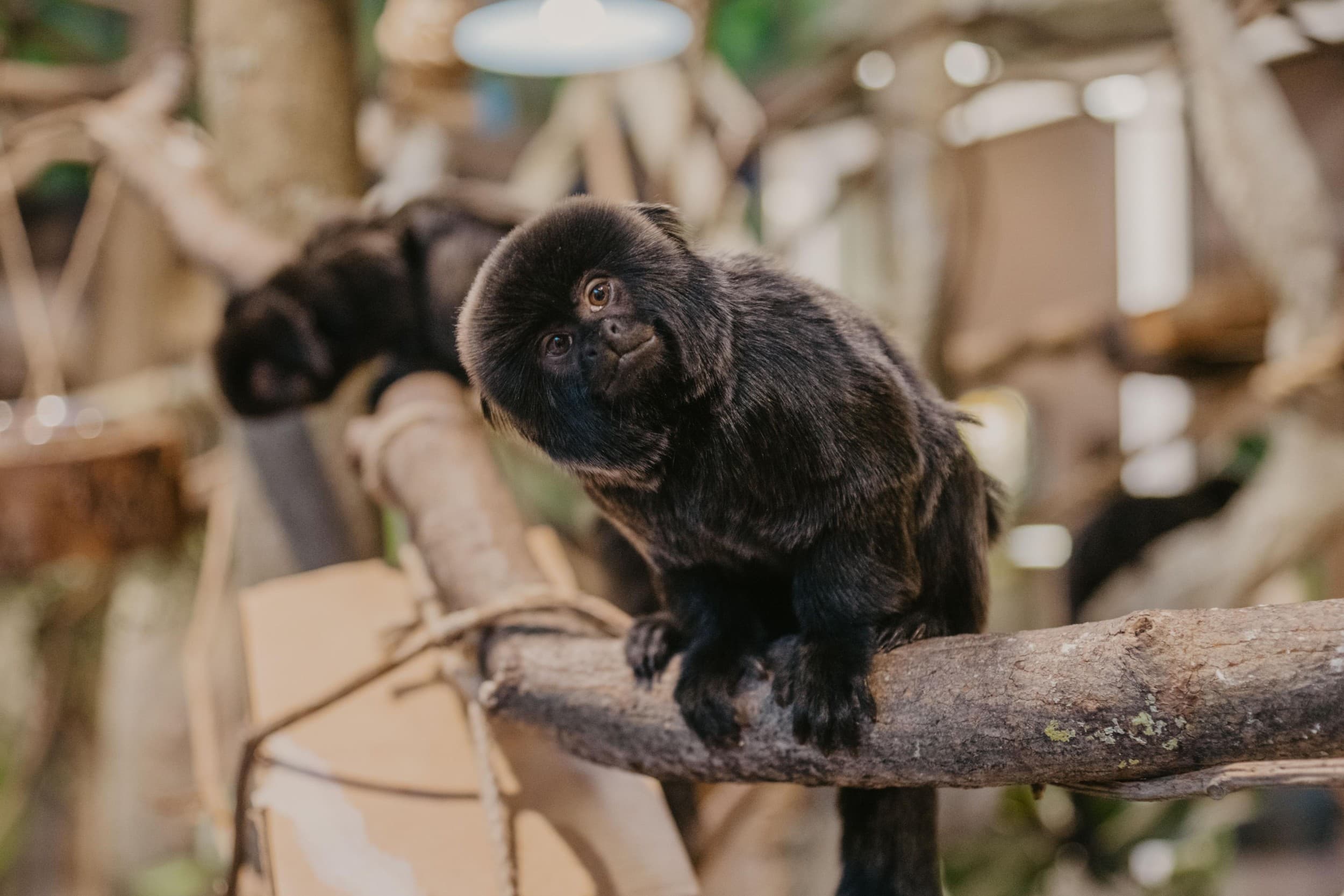 Веселый и познавательный день рождения в Rīga ZOO