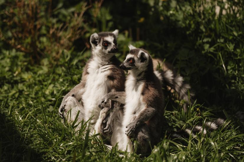 Sigulda ZOO un tikšanās ar lemuriem pieaugušajam
