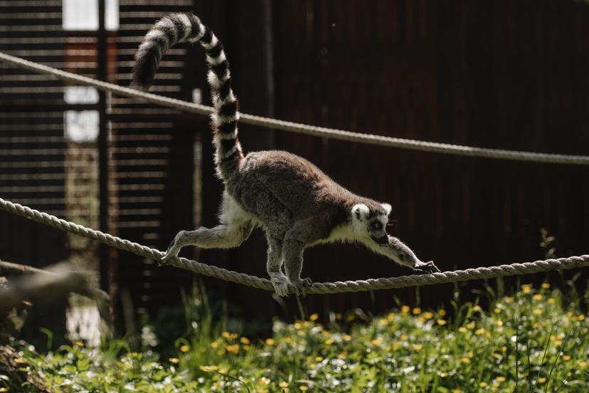 Sigulda ZOO un tikšanās ar lemuriem bērnam (3–17 gadi)