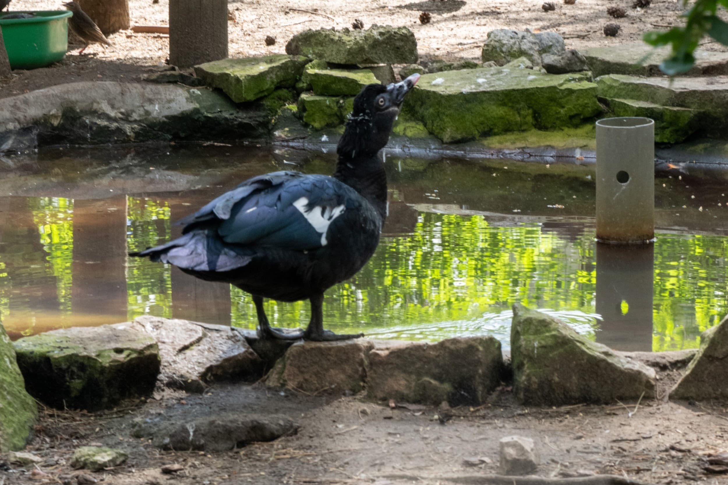 Rīga ZOO: пикантная экскурсия «Зверски сексуально/ Гон» 18+ | Davanu Serviss