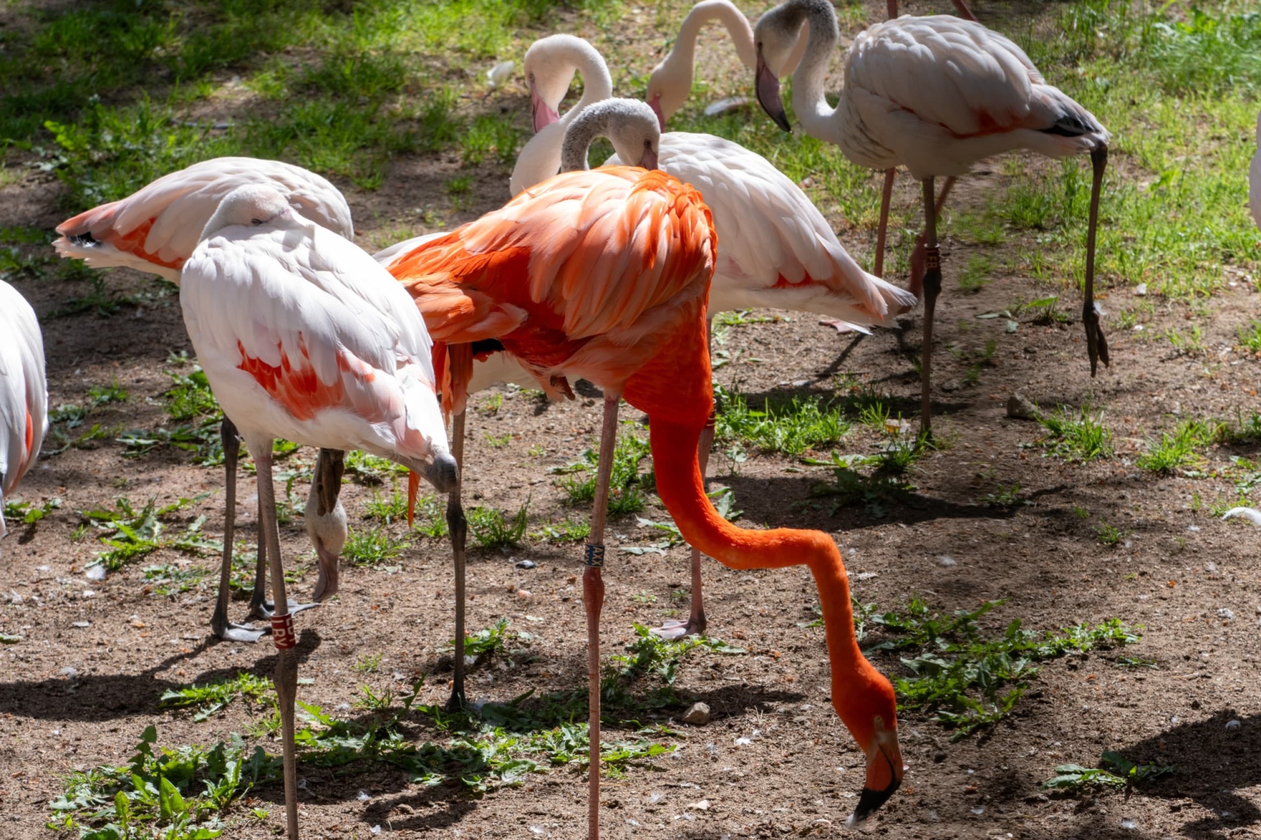 Rīga ZOO: пикантная экскурсия «Зверски сексуально/ Гон» 18+ | Davanu Serviss