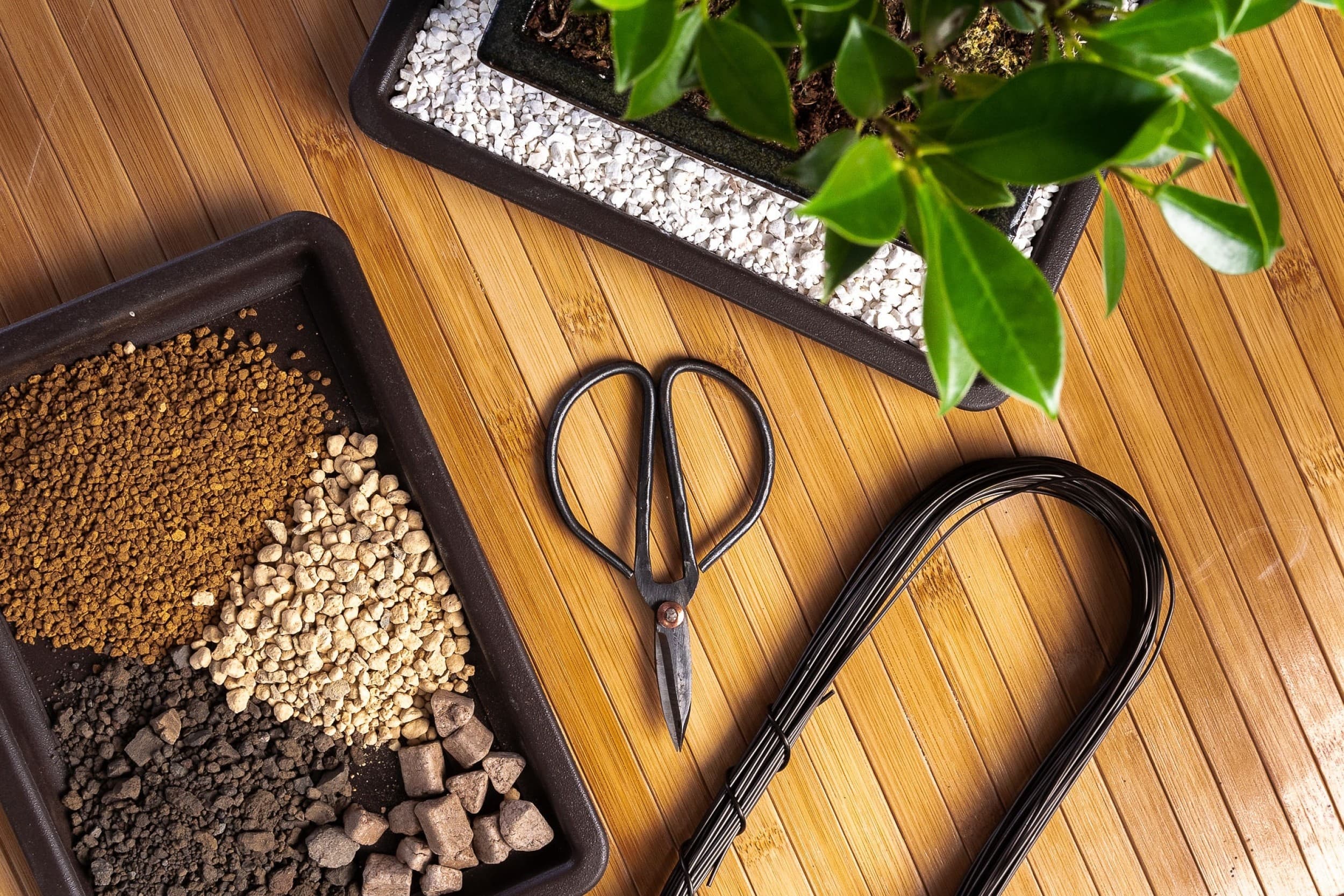 Bonsai veidošanas meistarklase – dzīva māksla Tavās rokās