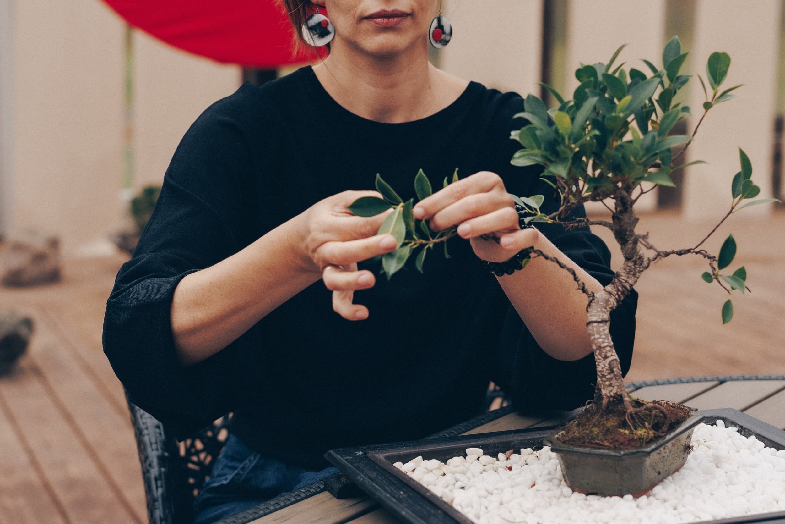 Bonsai veidošanas meistarklase – dzīva māksla Tavās rokās