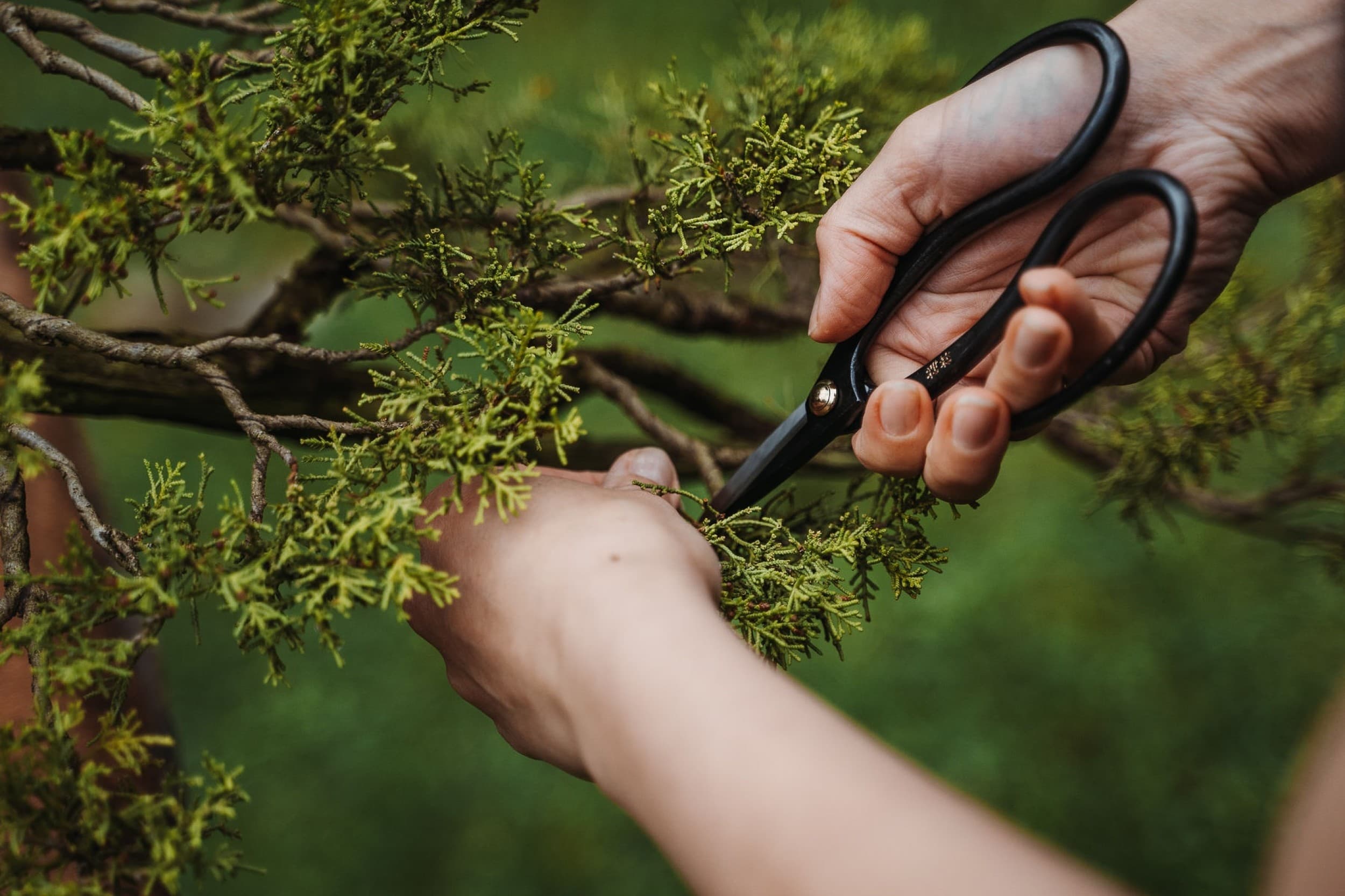Bonsai veidošanas meistarklase – dzīva māksla Tavās rokās