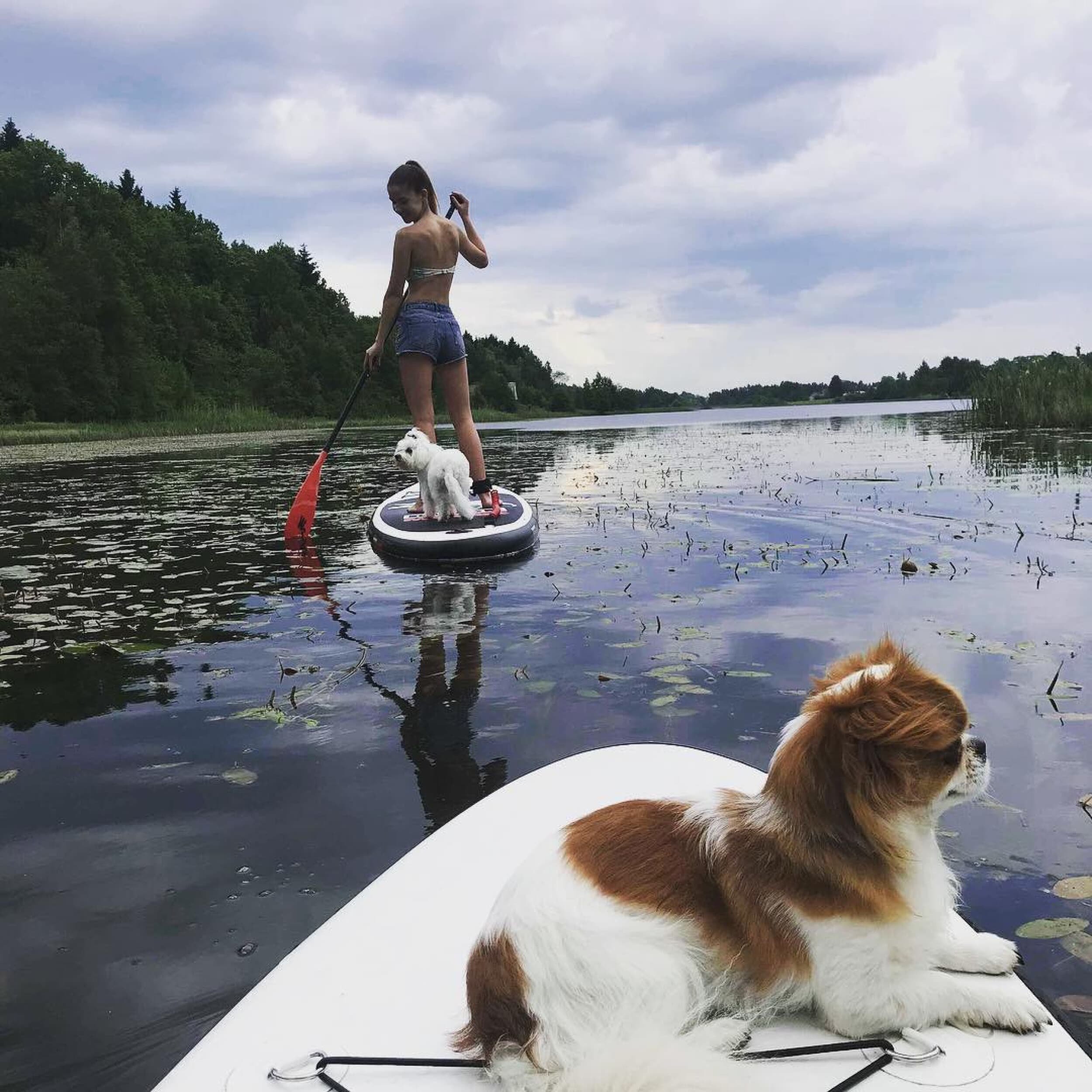 Аренда доски WILD SUP (1ч) | Davanu Serviss