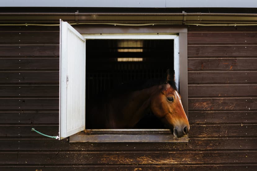 Ekskursija zirgu stallī (2 pers., 40min)