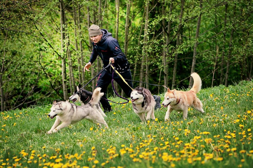Pārgājiens ar Haskijiem Cecīļu dabas takā (4-8 pers., 2h)