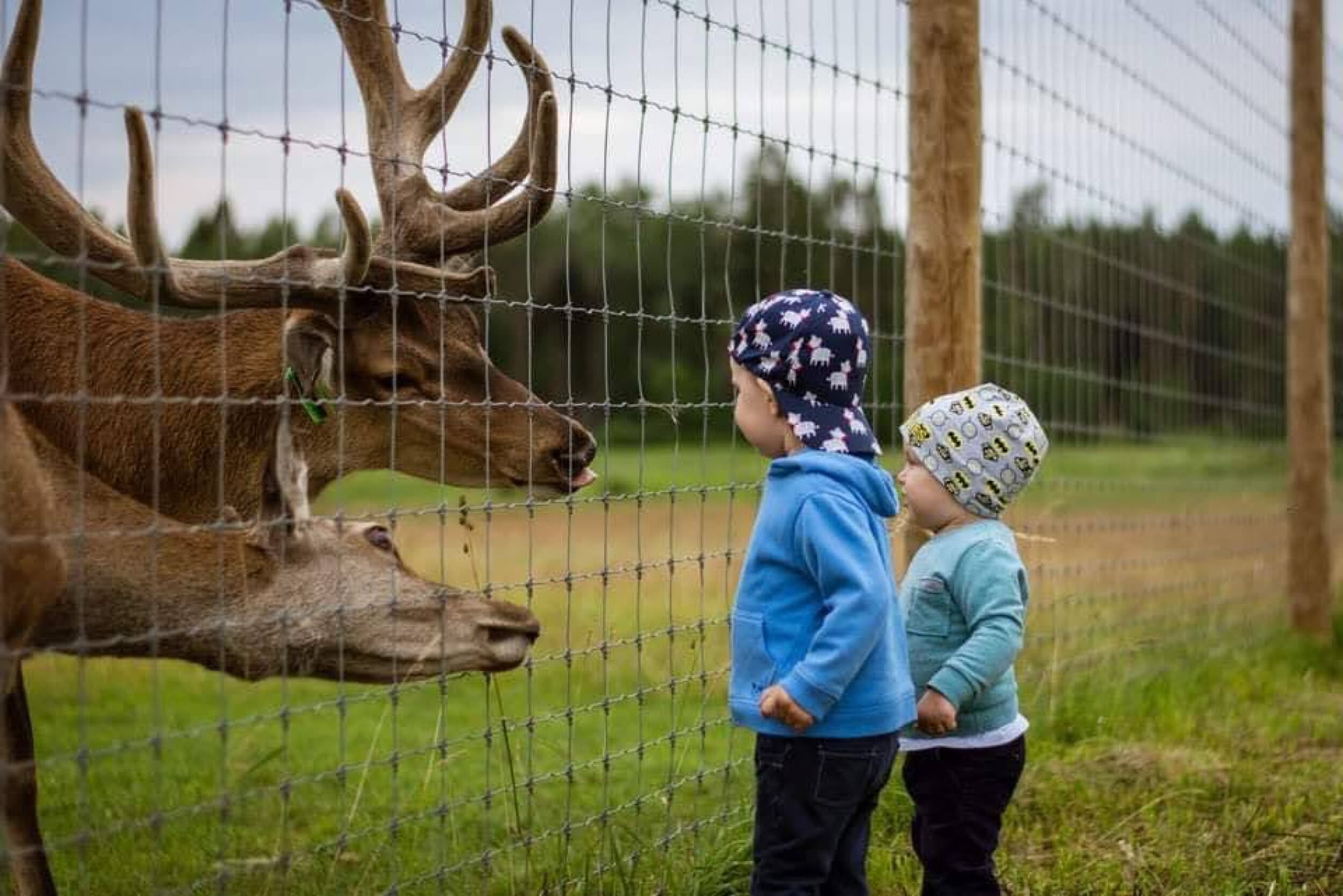 Посещение оленьего сада "Dobelnieki" и мини-гольф (2 взрослых + 4 ребенкa) | Davanu Serviss