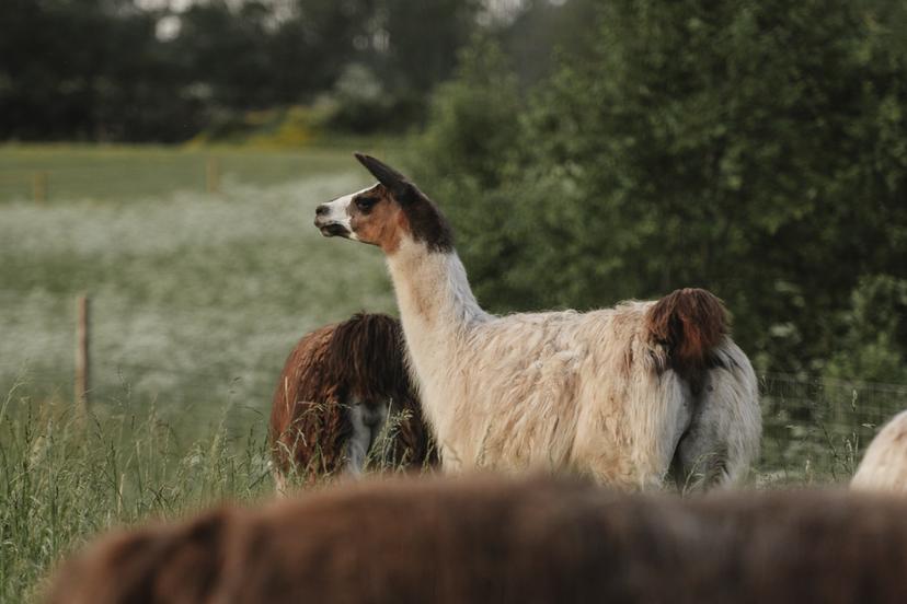 "SIGULDA ZOO" apmeklējums pieaugušajam
