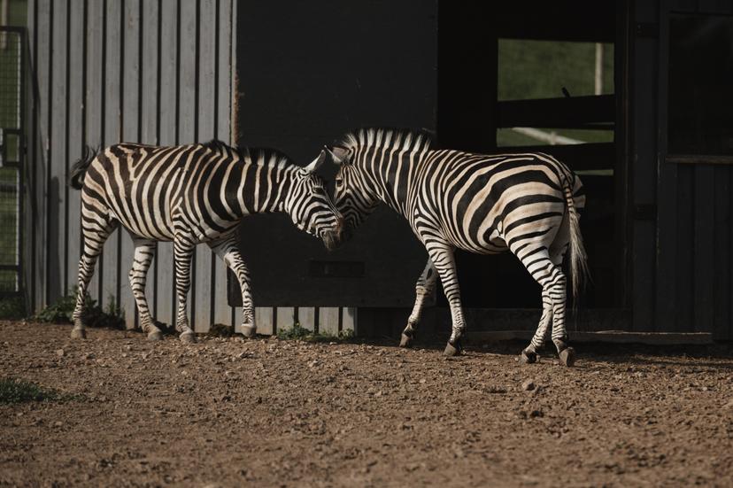 Sigulda ZOO apmeklējums – pieaugušais + bērns