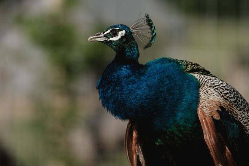 "SIGULDA ZOO" apmeklējums pieaugušajam (2 pers.)