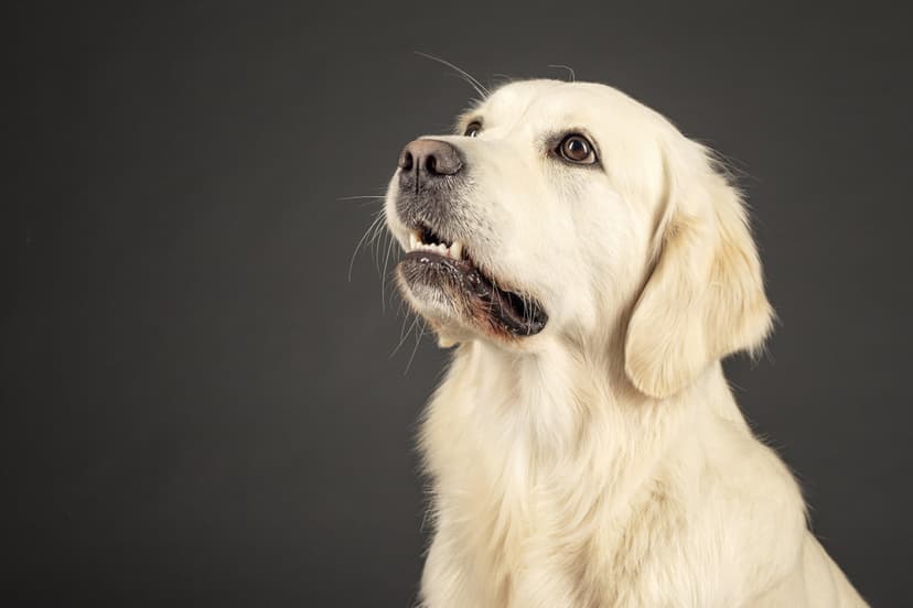 Komandas saliedēšanās ar zelta retrīveriem