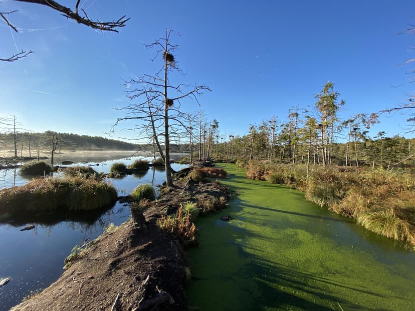Laivu brauciens Smārdes Zaļajā purvā (3-4 pers.)