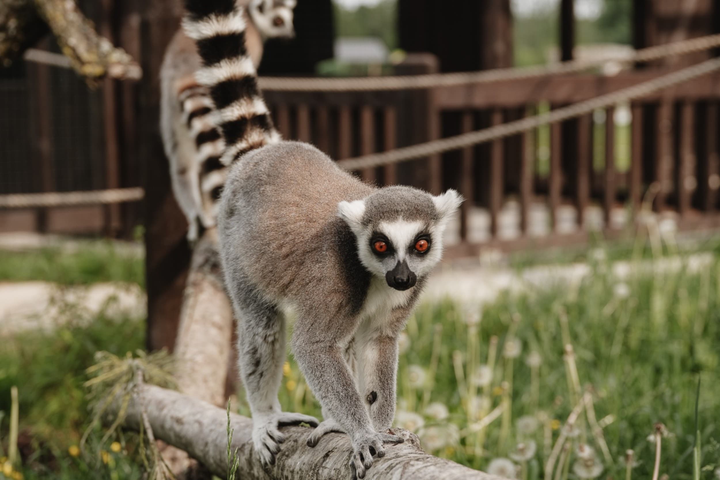 Sigulda ZOO и встреча с лемурами для ребенка (3–17 лет)