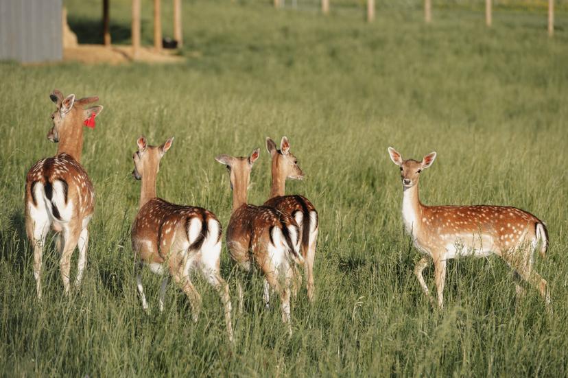 "SIGULDA ZOO" ar dzīvnieku barošanu pieaugušajam