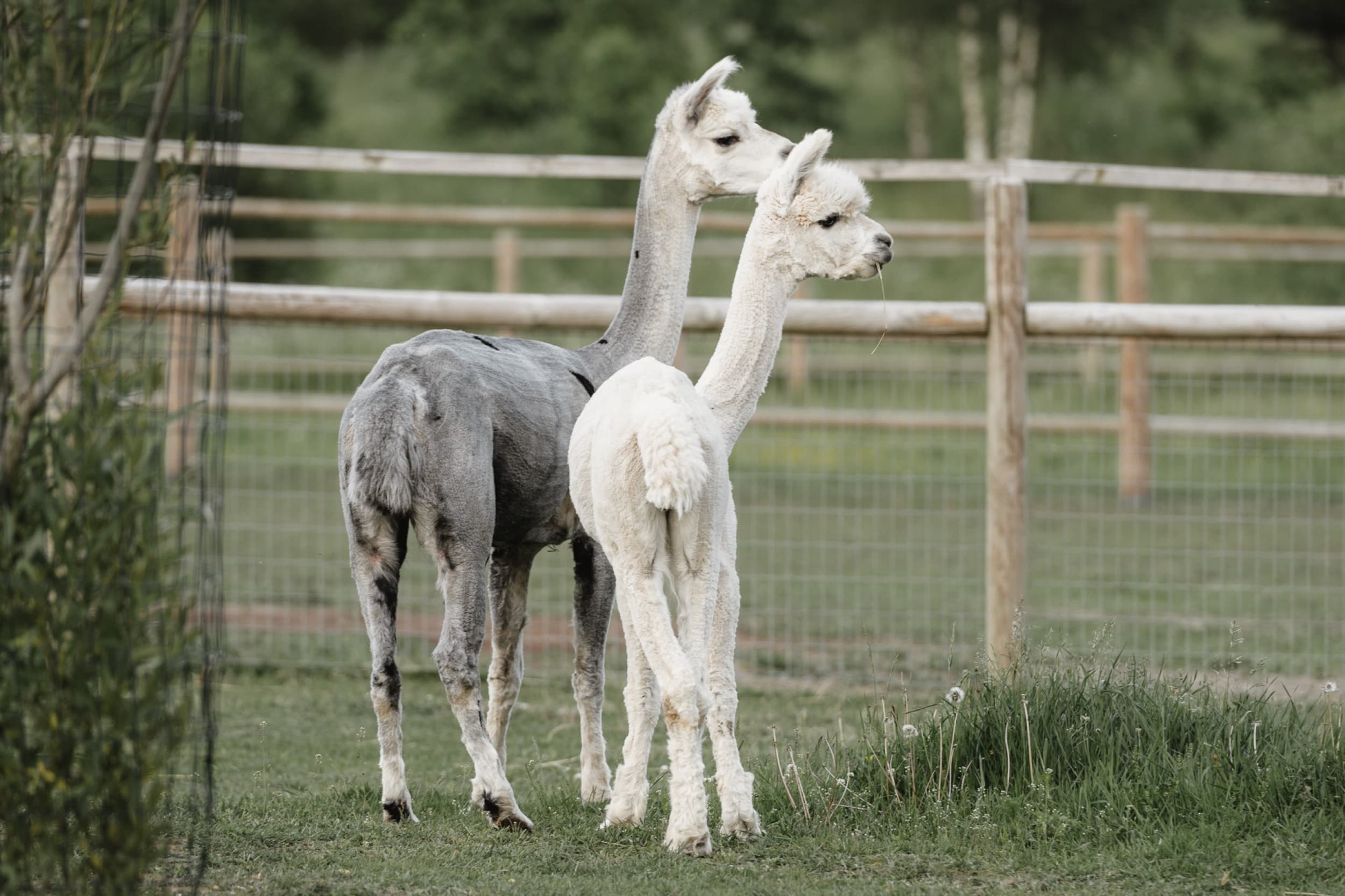 Sigulda ZOO apmeklējums ar dzīvnieku barošanu bērnam | Davanu Serviss