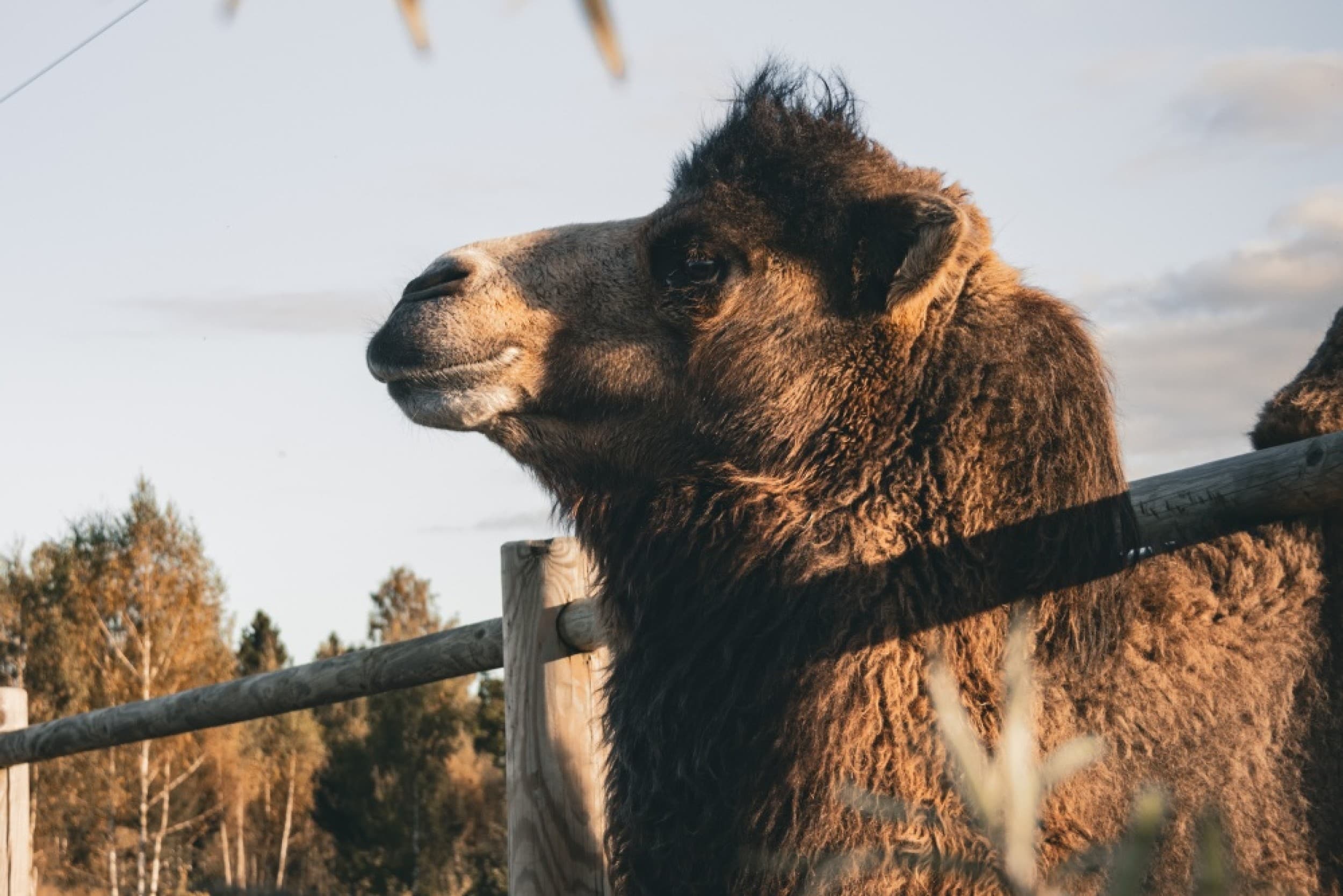 Посещение Sigulda ZOO – семейный отдых для 3 человек