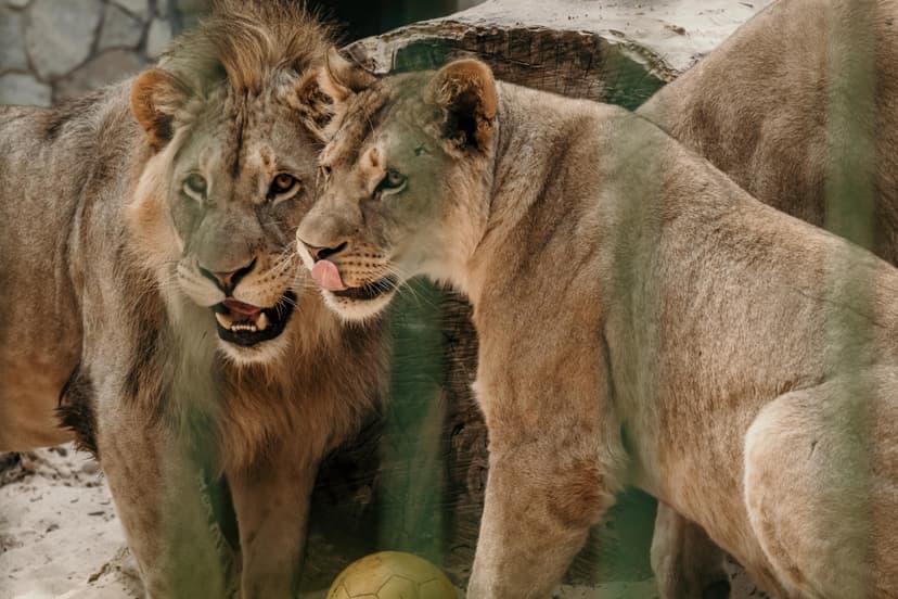 Rīga ZOO abonements PIEAUGUŠAJAM